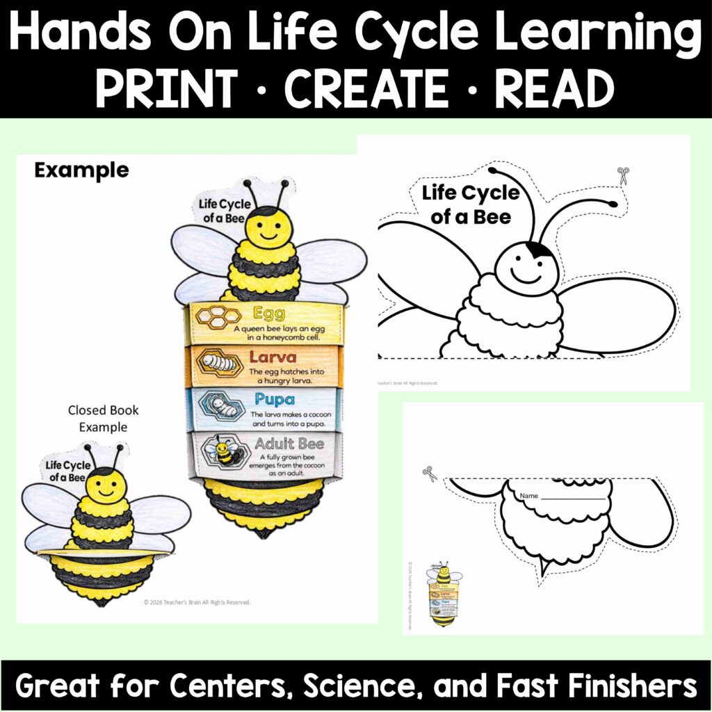 Spring Life Cycle Foldable Books | Plant, Bee, Butterfly Craft | K-2 ...